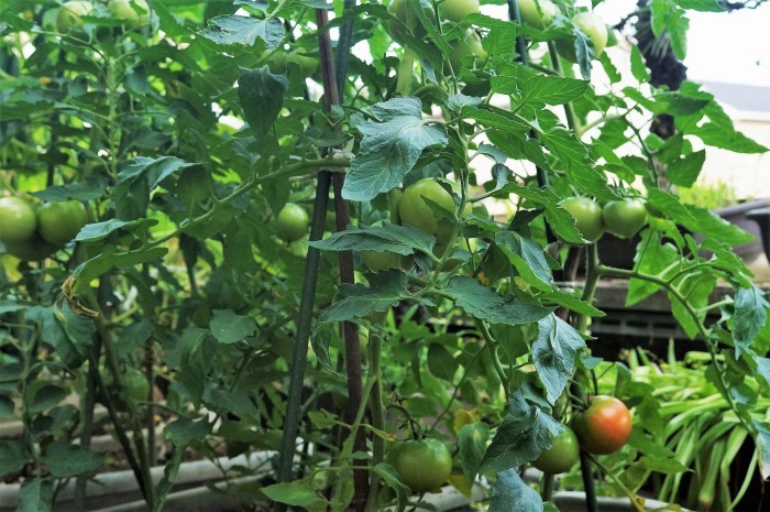 ■園芸【プランター栽培の野菜達各種】_b0033423_17415566.jpg