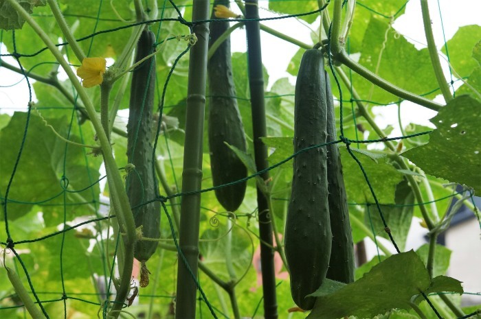 ■園芸【プランター栽培の野菜達各種】_b0033423_17431156.jpg