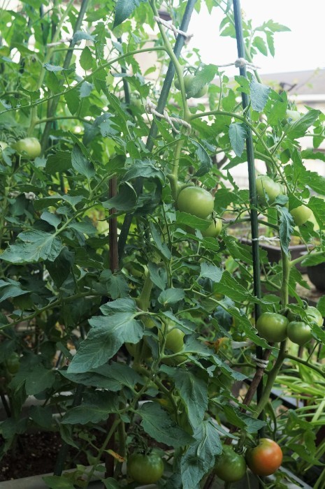 ■園芸【プランター栽培の野菜達各種】_b0033423_17453773.jpg
