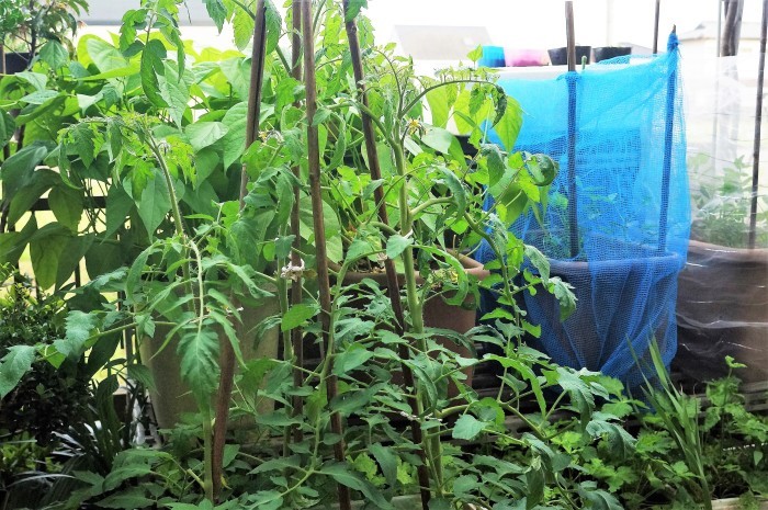 ■園芸【プランター栽培の野菜達各種】_b0033423_17500889.jpg