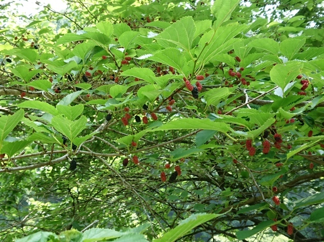 f0118332_18264428.jpg