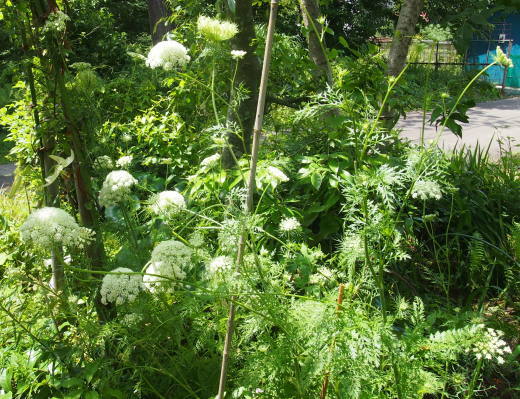 人参の花だらけです・・・夏の庭_f0152733_12592446.jpg