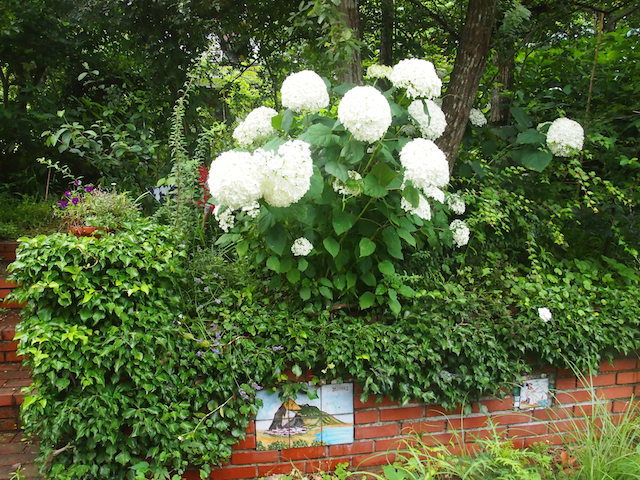 人参の花だらけです・・・夏の庭_f0152733_12595273.jpg