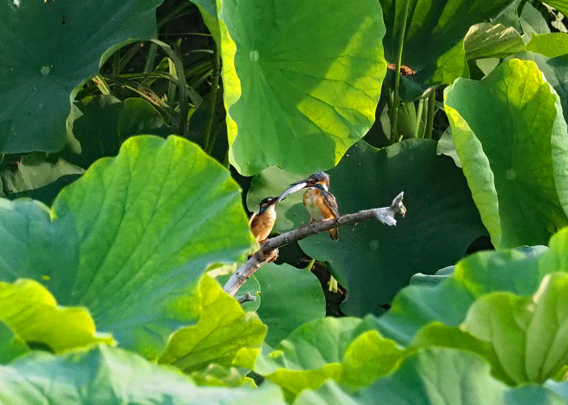 d0290240_11164483.gif