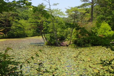 神戸森林植物園で『紫陽花』を愛でる_c0218841_21173433.jpg