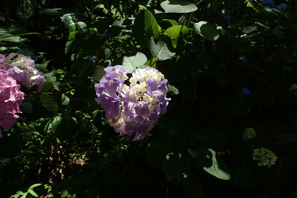 神戸森林植物園で『紫陽花』を愛でる_c0218841_21180907.jpg