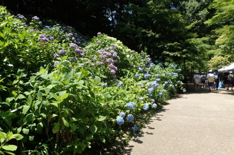 神戸森林植物園で『紫陽花』を愛でる_c0218841_21182320.jpg