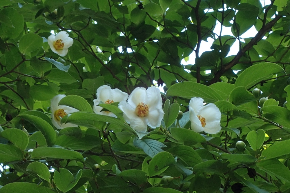 神戸森林植物園で『紫陽花』を愛でる_c0218841_21183861.jpg