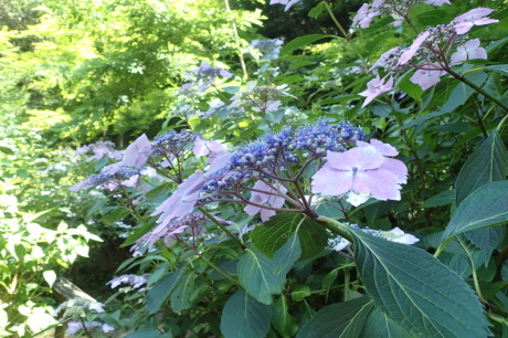 神戸森林植物園で『紫陽花』を愛でる_c0218841_21185691.jpg