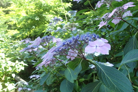 神戸森林植物園で『紫陽花』を愛でる_c0218841_21185691.jpg