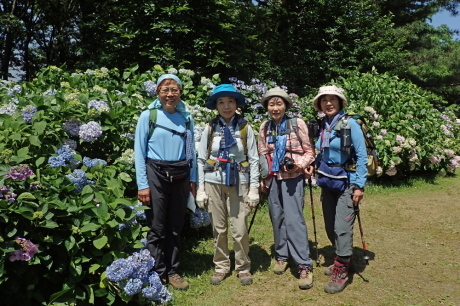 神戸森林植物園で『紫陽花』を愛でる_c0218841_21191108.jpg