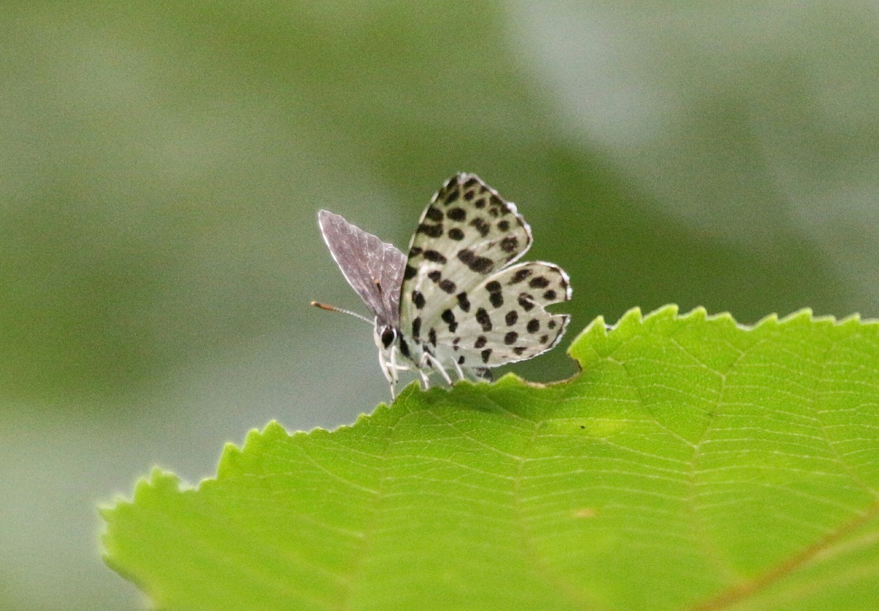 d0361041_20104073.jpg