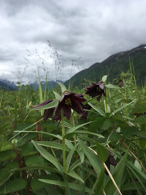 ターナゲン・パス Turnagain Pass_b0135948_16045623.jpg