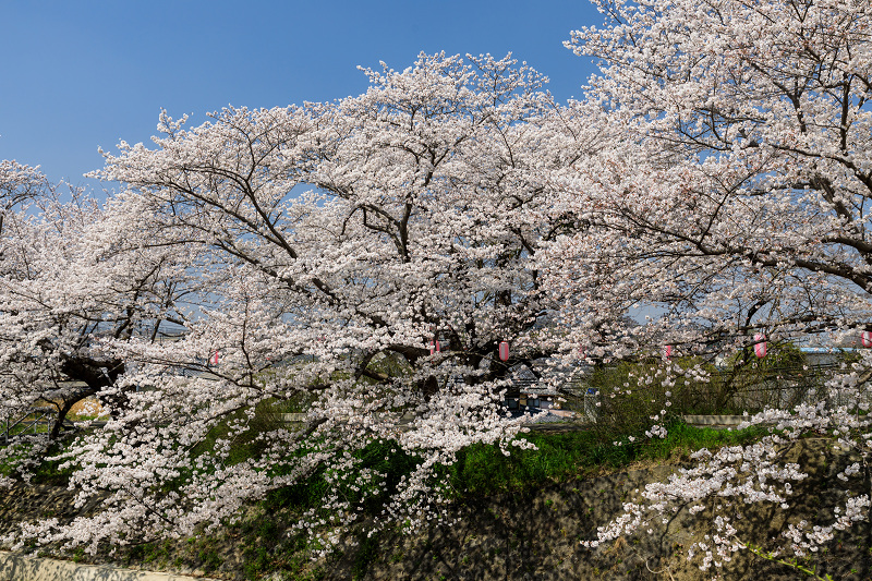 桜咲く京都2018 井手・玉川堤の桜_f0155048_21522322.jpg