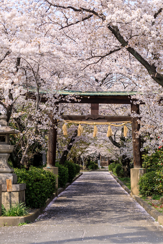 🌸 The most scenic sakura shrine ⛩️ Established in 1410