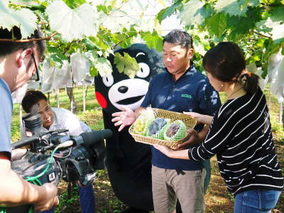熊本ぶどう 社方園 平成30年度の『山鹿のぶどう』予約受付スタート!7月6日(金)~出荷します!_a0254656_18230486.jpg
