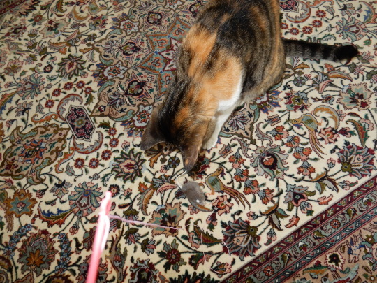 ’18,6,26(火)今日は猫釣り!_f0060461_09345069.jpg