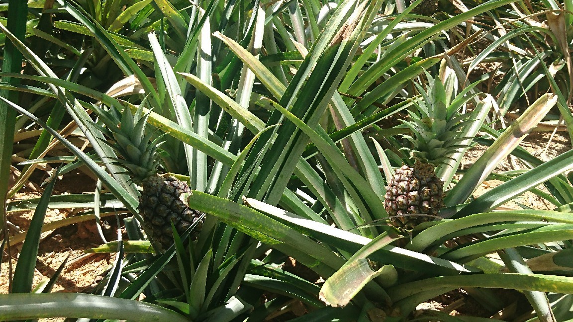 沖縄旅行 パイナップル畑に感激 パイナップルパーク 名護 平凡日記 Restart