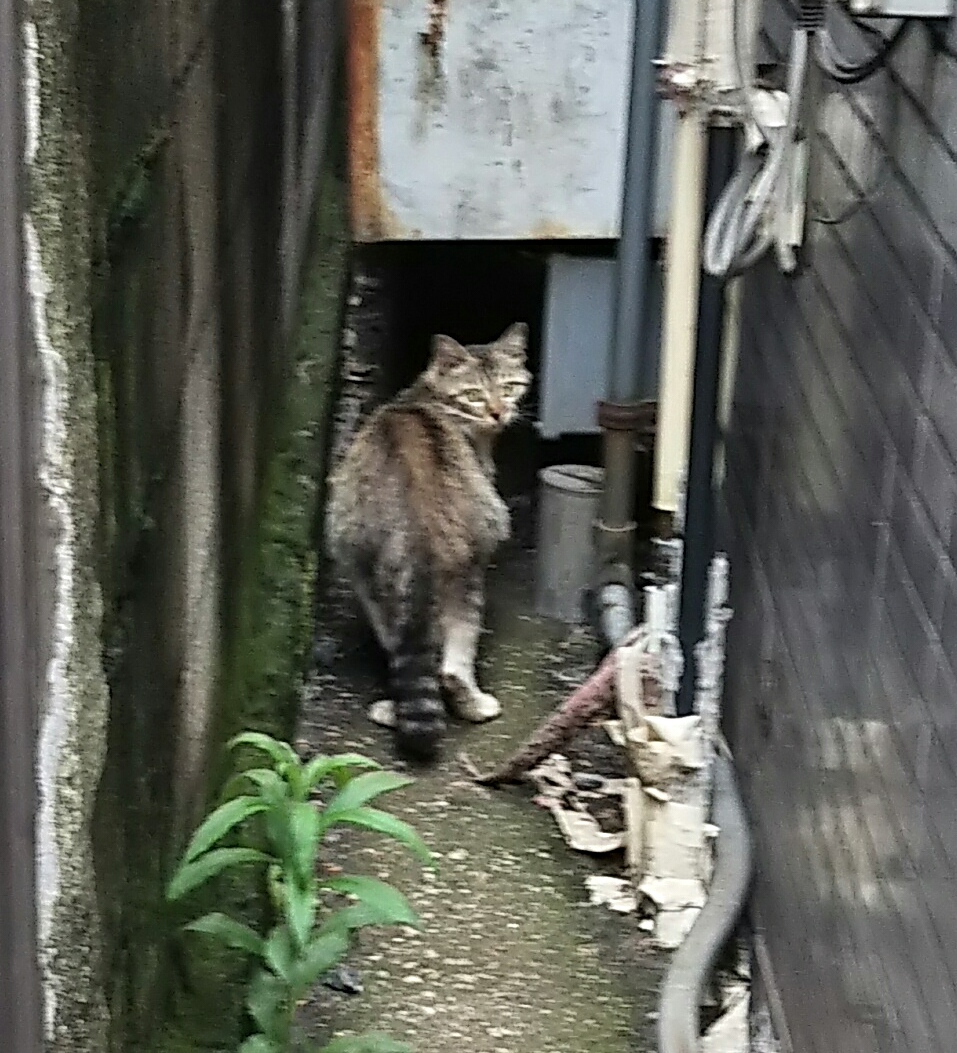 【mochaちゃんとお別れ】【「目を怪我した子」の捕獲依頼】_e0144012_05225068.jpg