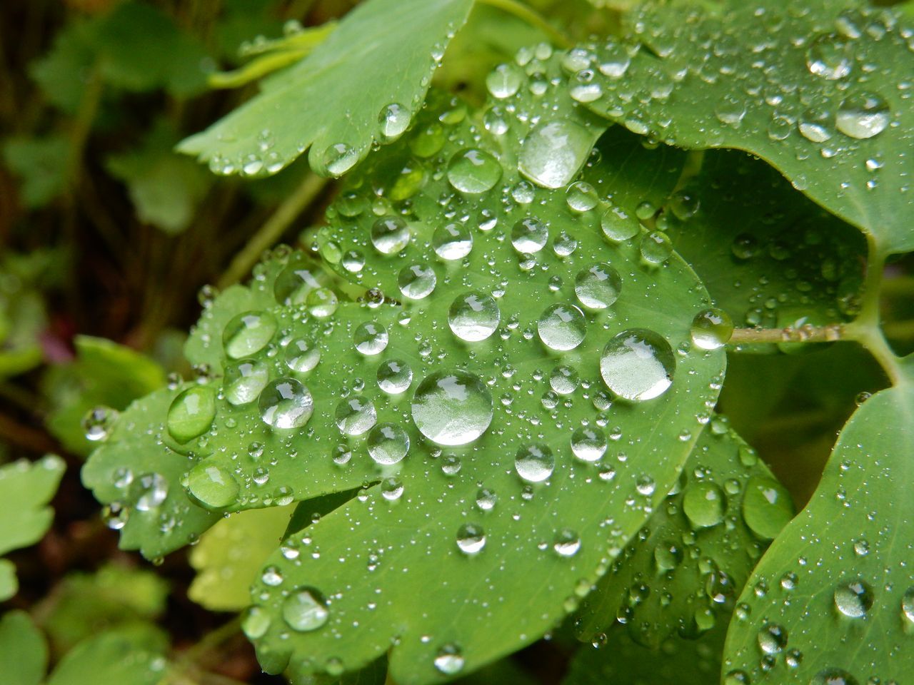 昼まで本格的な雨が続く_c0025115_22223094.jpg