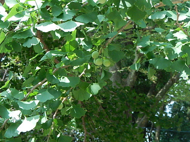 d0197317_07083752.jpg