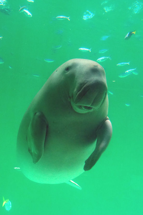 ジュゴンの セレナ 動物園放浪記