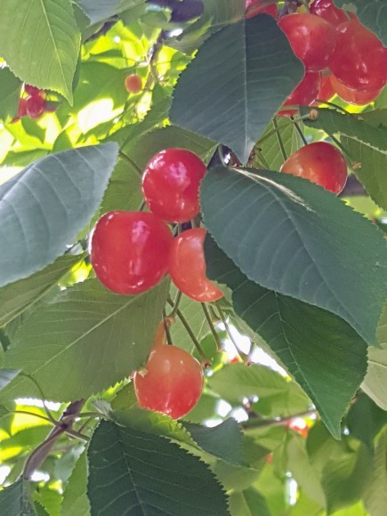 d0269832_09572310.jpeg