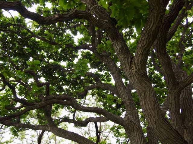 a0329935_09064836.jpeg
