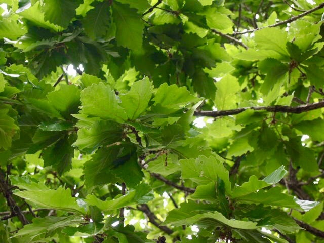 a0329935_09335395.jpeg