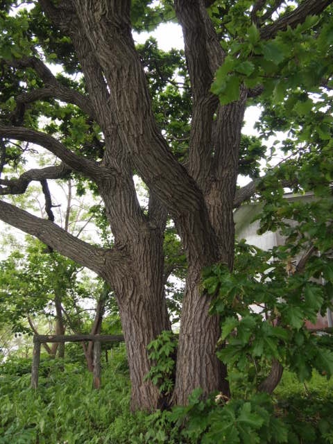 a0329935_10084723.jpeg