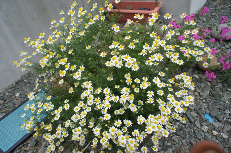 f0020336_18000048.jpg