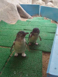 長崎：ペンギン水族館_c0179348_17430230.jpg