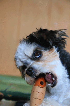 c0145250_08430671.gif