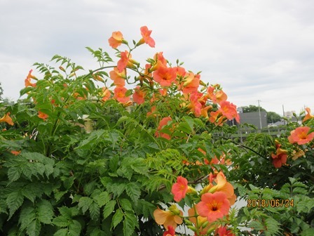 凌霄かづらの花 円座抄