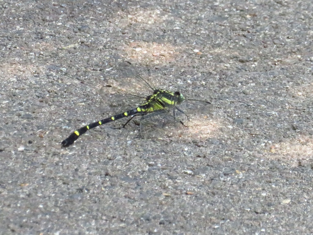 a0018655_13010227.jpg