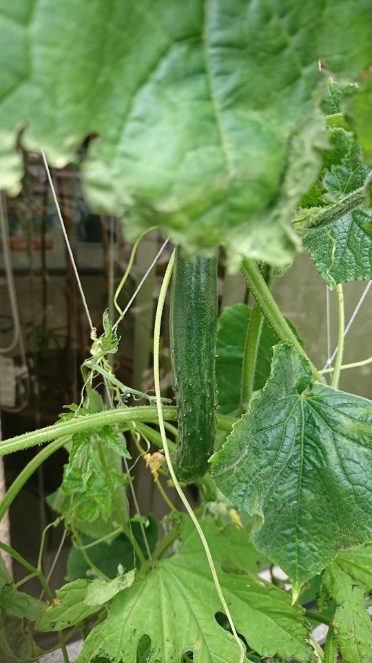 b0374059_14193918.jpg