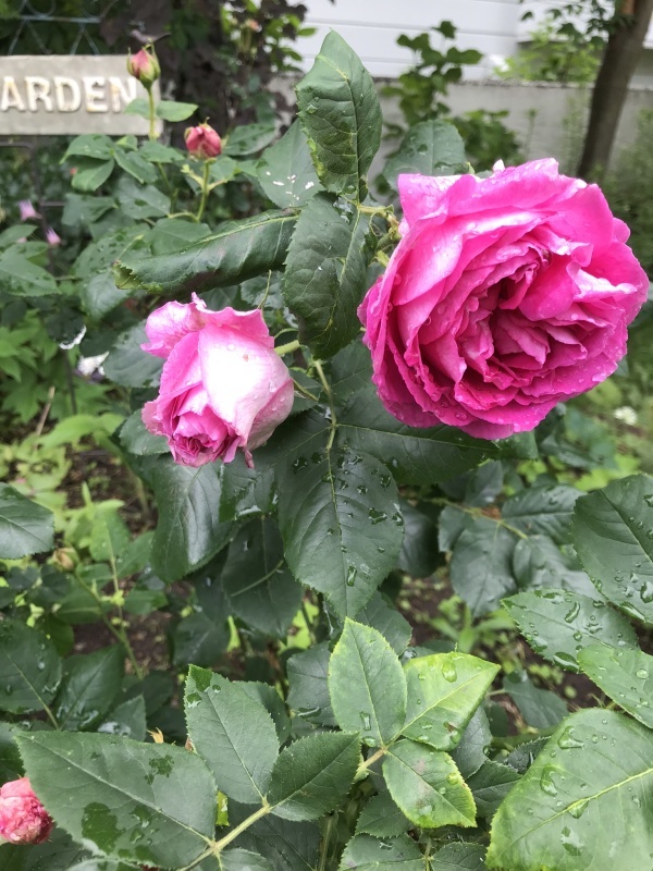d0320463_14241466.jpeg