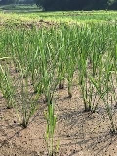 家庭菜園_b0034072_16520732.jpg
