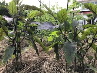 家庭菜園_b0034072_17042919.jpg