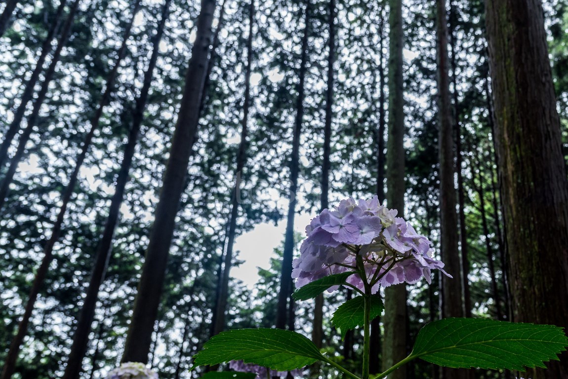 高天山草園　1_c0350572_21071862.jpg