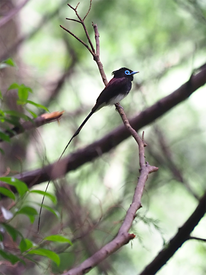 サンコウチョウ_d0283373_9143260.jpg