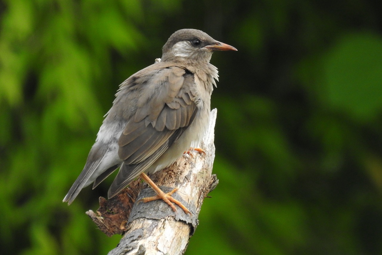 ★ヨシゴイがやってきました！・・・週末の鳥類園（2018.6.23～24）_e0046474_13340468.jpg