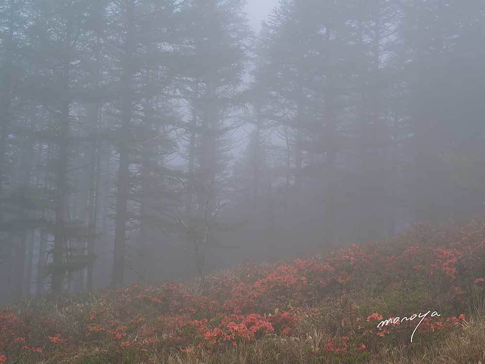 霧の高原_c0085877_05362566.jpg