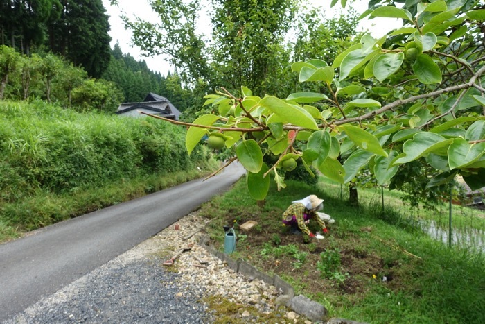 鹿に食べられない花は ナツメ林住期