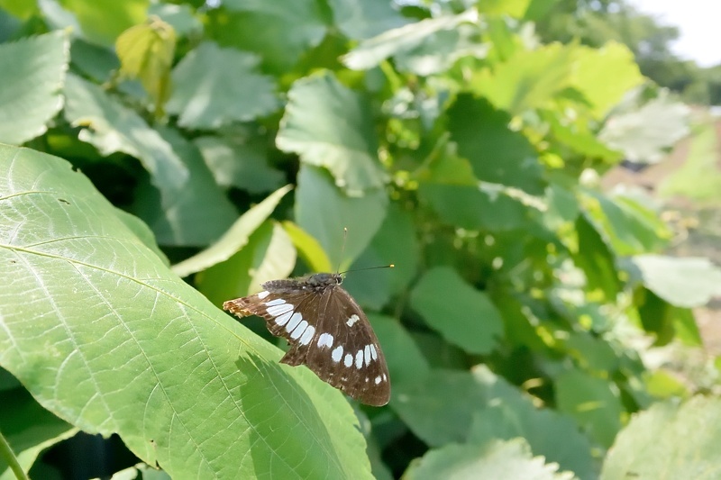 小畔川便り（オオチャバネセセリの吸い戻しなど:2018/6/19,22）_f0031682_13333051.jpg