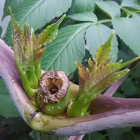 皇帝ダリア 挿し木に挑戦 その9 健気に育つ植物たち 皇帝ダリア 挿し木に挑戦 その9 健気に育つ植物たち