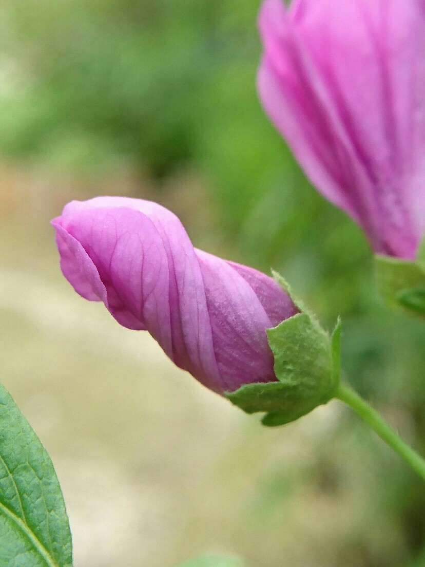 大阪北部地震・6月の山の庭の花_f0339293_10361883.jpg