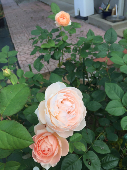 庭の薔薇 〔2018/6/27〕_f0339795_09033742.jpg