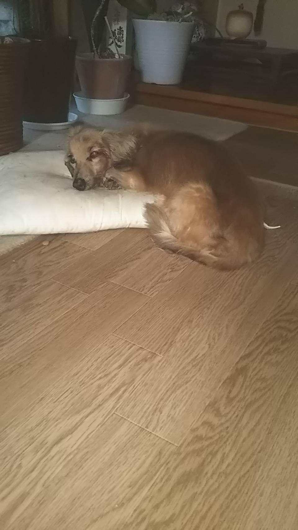 e0356901_22065402.jpeg