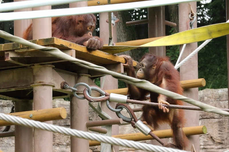 名前はチェリア、多摩動物園に居候してるオランウータンの女の子　_b0291402_04420006.jpg